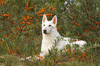 lying Berger Blanc Suisse