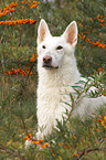 lying Berger Blanc Suisse