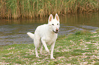 walking Berger Blanc Suisse