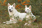 2 Berger Blanc Suisse