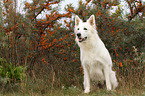 sitting Berger Blanc Suisse