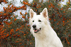 Berger Blanc Suisse Portrait