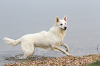 running Berger Blanc Suisse