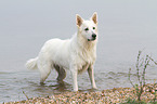 Berger Blanc Suisse in the water