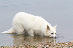 Berger Blanc Suisse in the water