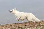 running Berger Blanc Suisse