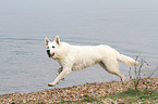 running Berger Blanc Suisse