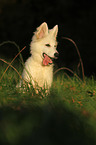 young Berger Blanc Suisse