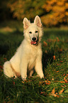 young Berger Blanc Suisse