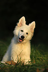 young Berger Blanc Suisse