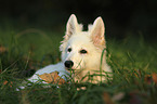 young Berger Blanc Suisse