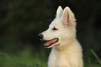 young Berger Blanc Suisse