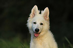 young Berger Blanc Suisse