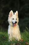 young Berger Blanc Suisse