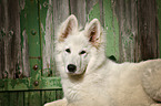 Berger Blanc Suisse Portrait