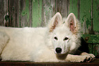 lying Berger Blanc Suisse