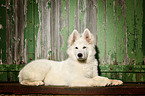 lying Berger Blanc Suisse