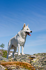 Berger Blanc Suisse