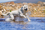 running Berger Blanc Suisse