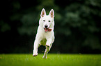 running White Swiss Shepherd Dog