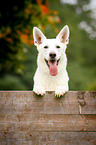 White Swiss Shepherd Dog