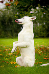 sitting White Swiss Shepherd Dog