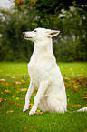 sitting White Swiss Shepherd Dog
