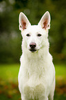 White Swiss Shepherd Dog Portrait