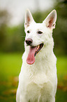 White Swiss Shepherd Dog Portrait