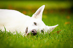 White Swiss Shepherd Dog Portrait
