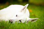 White Swiss Shepherd Dog Portrait