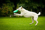 jumping White Swiss Shepherd Dog
