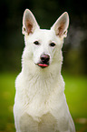White Swiss Shepherd Dog Portrait
