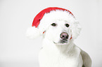 Berger Blanc Suisse with santa hat