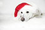 Berger Blanc Suisse with santa hat