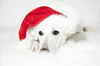 Berger Blanc Suisse with santa hat