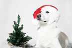 Berger Blanc Suisse with santa hat