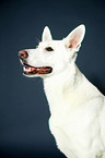 Berger Blanc Suisse Portrait