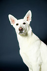 Berger Blanc Suisse Portrait