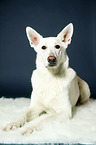 lying Berger Blanc Suisse