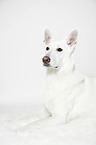 lying Berger Blanc Suisse