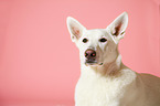 Berger Blanc Suisse Portrait