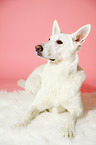lying Berger Blanc Suisse