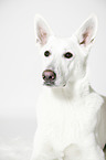 Berger Blanc Suisse Portrait