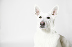 Berger Blanc Suisse Portrait