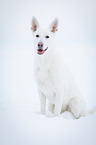 sitting White Swiss Shepherd Dog