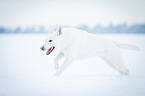 running White Swiss Shepherd Dog