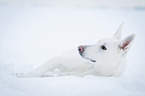 lying White Swiss Shepherd Dog