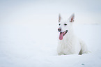 lying White Swiss Shepherd Dog