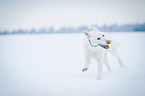 running White Swiss Shepherd Dog